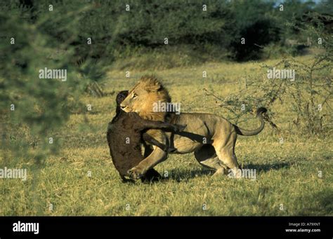 male lion carrying  buffalo calf kill   jaws okavango delta