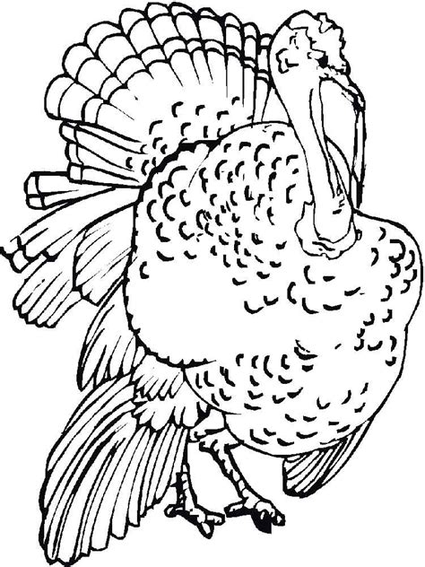 turkeys coloring pages   print turkeys coloring pages