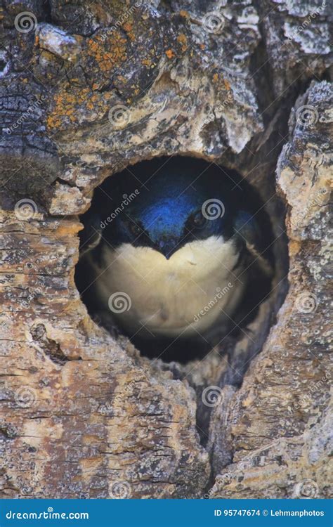 tree swallow  nest hole stock photo image  forest