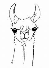 Llama Llamas Tiere Kolorowanki Zeichnung Malvorlagen Printables Alpaca Einfach Siebdruck Alpakas Lernen Süßes Zeichnungen Maggie Bestcoloringpagesforkids sketch template