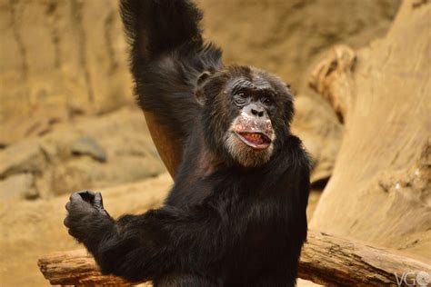 schimpanse foto bild natur zoo saeugetiere bilder auf fotocommunity