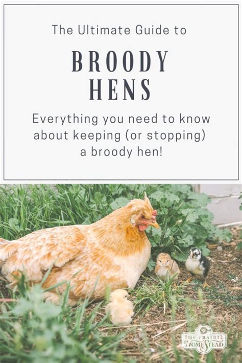 the ultimate guide to broody hens the prairie homestead chickens