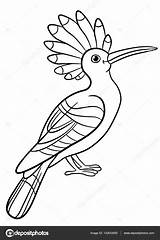 Coloring Pages Hoopoe Cute Beautiful Stock Illustration Sits Vector Ya Mayka Depositphotos sketch template