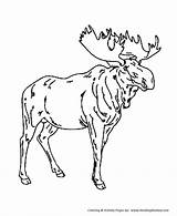 Coloring Pages Moose Wild Kids Drawing Male Animal Animals Honkingdonkey Sheet Getdrawings Popular sketch template