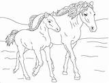 Heste Tegninger Hest Farvelægge Tjent Sparet Klikker Bedste åbner Blot Herunder Vindue Vil sketch template