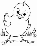 Baby Coloring Chick Pages Getcolorings Color sketch template