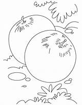 Coloring Pages Plum Two Fruits Vegetables Kids sketch template