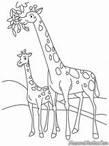 Girafa Giraffe Jerapah Mewarnai Sketsa Hewan Diwarnai Realistic Binatang Makan Daun Imagensemoldes Coloring4free Pola Giraffes Leher Pohon Memakan Panjang sketch template