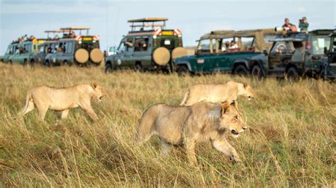 masai mara facts maasai mara national reserve kenya tours