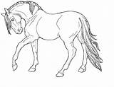 Coloring Horse Arabian Pages Printable Getcolorings Horses sketch template