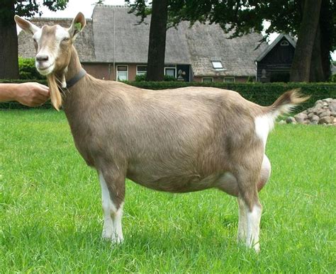 toggenburger geit toggenburg goat goats animals