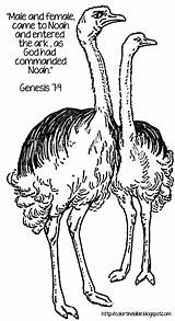 Ostriches Coloring Two Noah Entered Commanded Ark Came God Male Text Had Female Description Color sketch template
