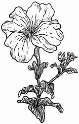Petunia Petunias Bestcoloringpagesforkids Zeichenvorlagen Zeichnung sketch template