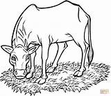 Coloring Cow Grass Eating Pages Printable Drawing sketch template