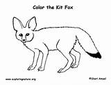 Fox Coloring Kit Foxes Desert sketch template