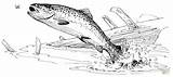 Trout Colorare Trote Pescado Colouring Forellen Ausmalbilder Regenbogenfisch Cutthroat Pesci sketch template