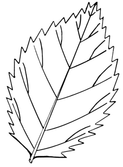 gallery  leaf coloring page