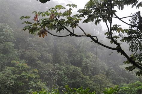 facts  tropical rainforest conserve energy future