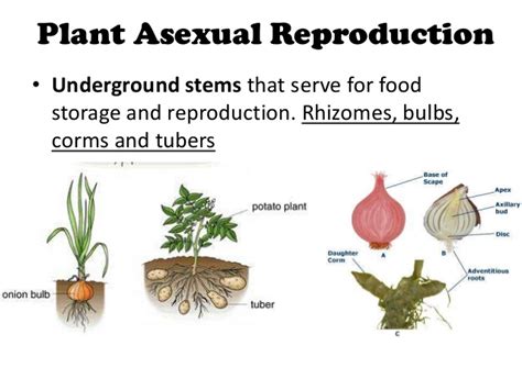 Plant Reproduction My English And Science