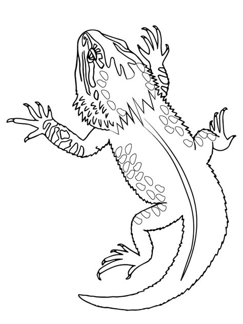 lizard coloring pages  printable coloring pages  kids