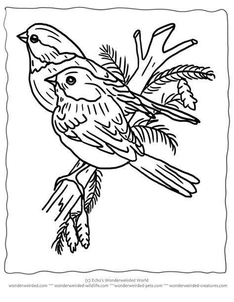 printable pictures  birds coloring home