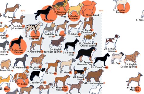 infographic visualizes dog breeds ranked  temperament