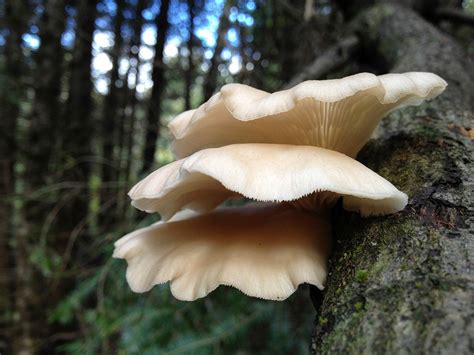 types  fungi present  trees emondage sbp