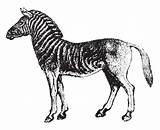 Quagga Illustration Stock Line Extinct Zebra Subspecies Plains Vector Adults Horse Coloring Book Lived Africa South Vintage Engraving Drawing Depositphotos sketch template
