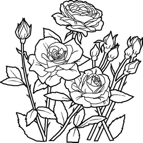 beautiful rosed spring flower coloring page color luna
