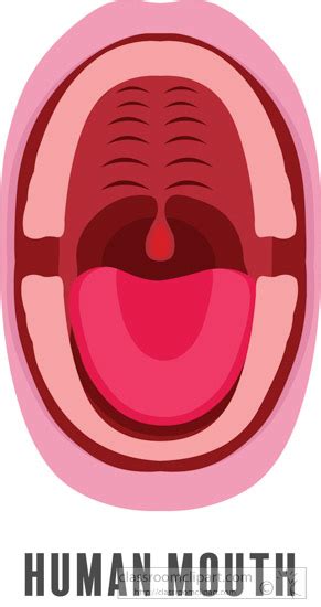 Human Anatomy Clipart Human Mouth Clipart 1 Classroom