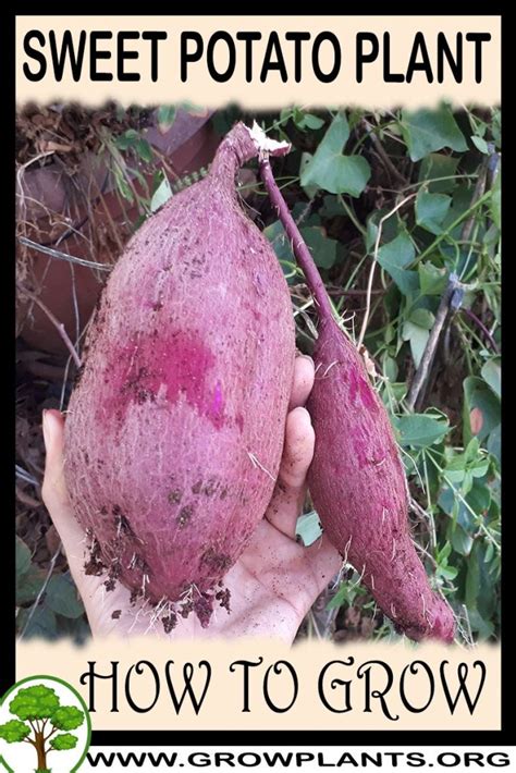 sweet potato plant   grow care