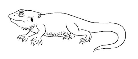 bearded dragon coloring page animals town  bearded dragon color