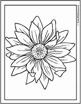 Sunflower Coloring Pages Drawing Tattoo Small Google Pdf Print Colorwithfuzzy sketch template