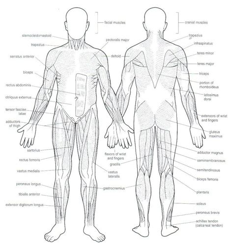 muscle blank drawing google search muscleblank anatomy