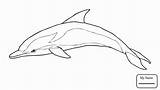 Dolphin Coloring Pages Realistic Cut Paste Color Getdrawings Draw Print Getcolorings Sheets sketch template