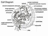 Worksheet Parts Celula Centrioles Venn Vegetal Cytoskeleton Eucariota Thingpic sketch template