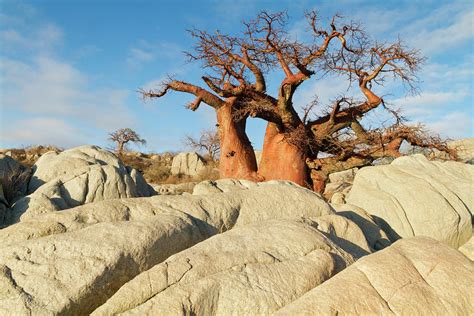baobab tree botswana photograph by tim plowden fine art america