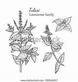 Tulasi Tulsi Botanical Ink Herbal Schets Getrokken Gezeichnete Skizze Tinte sketch template