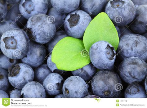 de achtergrond van de bosbes stock foto image  blauw voedsel
