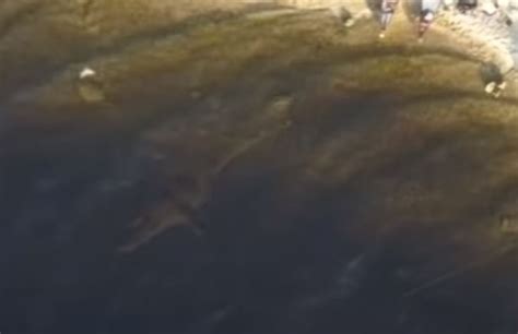 loch ness monster caught  drone footage  wild camper