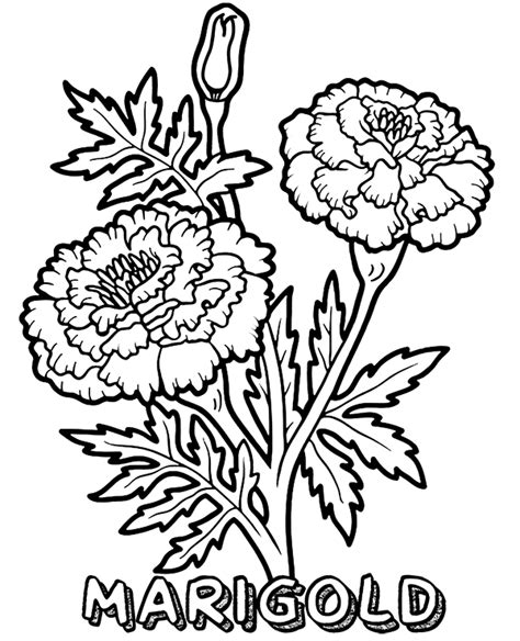 printable marigold coloring page flowers