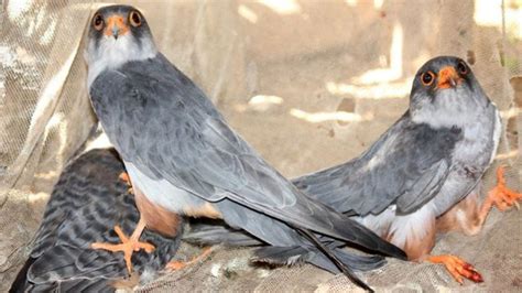 tagged amur falcons return  indias nagaland bbc news