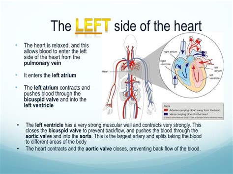 structure   heart powerpoint  id