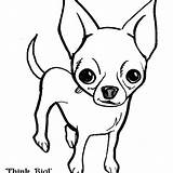 Chihuahua Coloring Pages Teacup Color Getcolorings Chiwawa Getdrawings sketch template