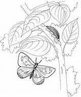 Raupe Schmetterling Ausmalbild sketch template
