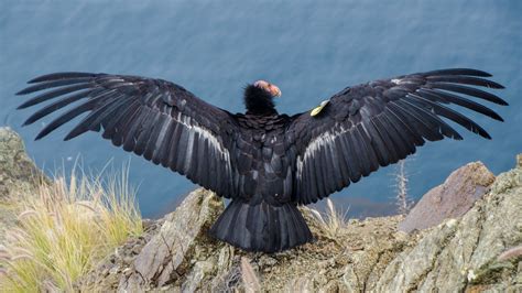 california condor spread  wings