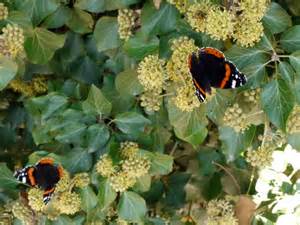 Red Admiral Vanessa Atalanta On Ivy © Andrew Curtis Geograph