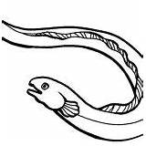 Eel Coloring Anago Fish Long sketch template