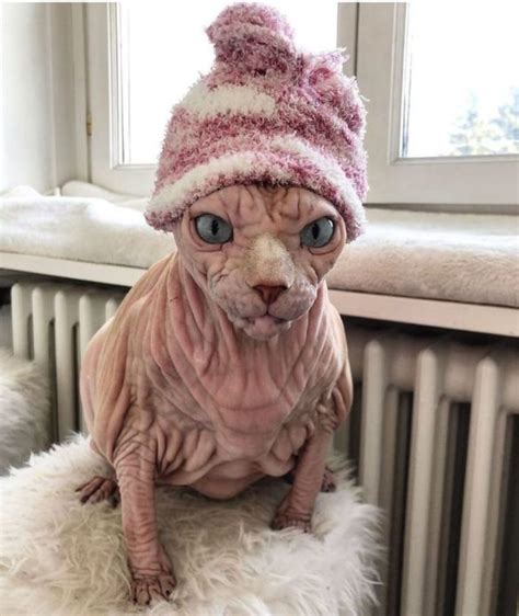 check out these devious looking hairless wrinkly cats demotix