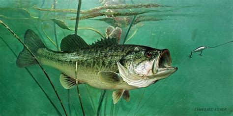 largemouth bass painting wallpapers gallery  xxx hot girl